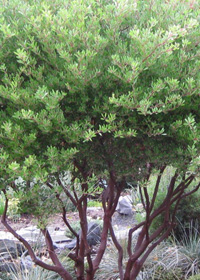 Arctostaphylos densiflora 'Howard McMinn'